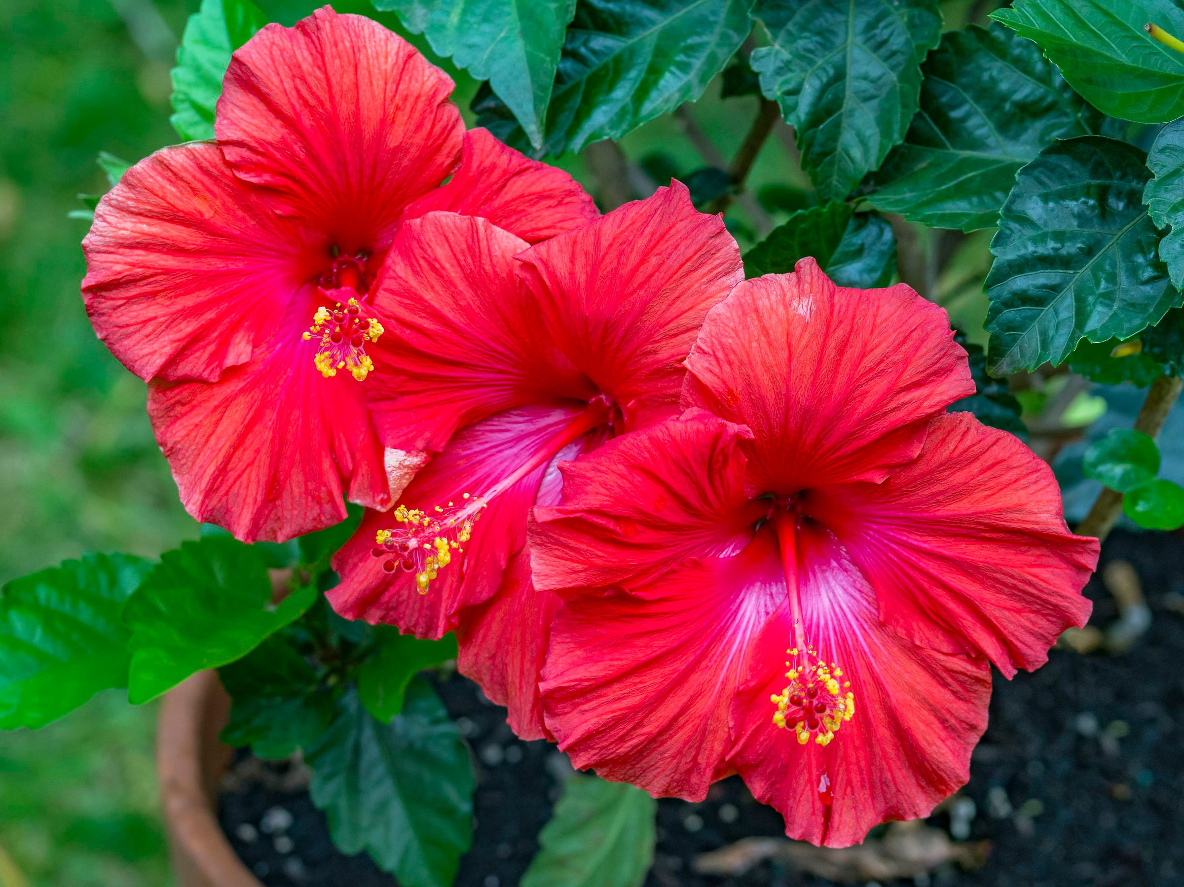 Red Hibiscus Flowers