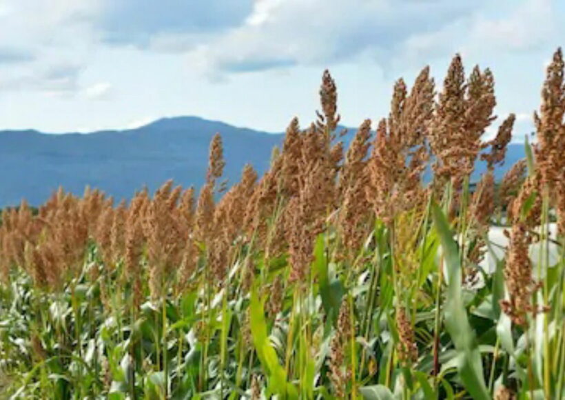 Do You Know These Drinks Sugar Patients Should Not Drink! 1 Img 20200925 221757 1 Copy 1280X883