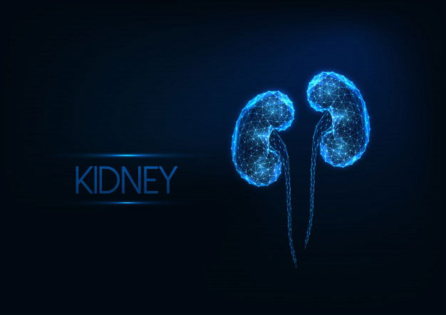 Do You Have These Symptoms? Likely To Have Kidney Damage 1 Futuristic Glowing Low Polygonal Human Kidneys Isolated Dark Blue Background 67515 709