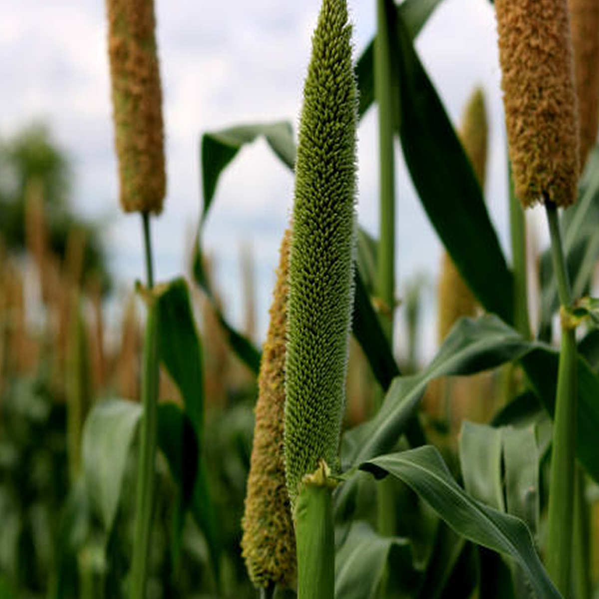 Bajra In Tamil Nadu