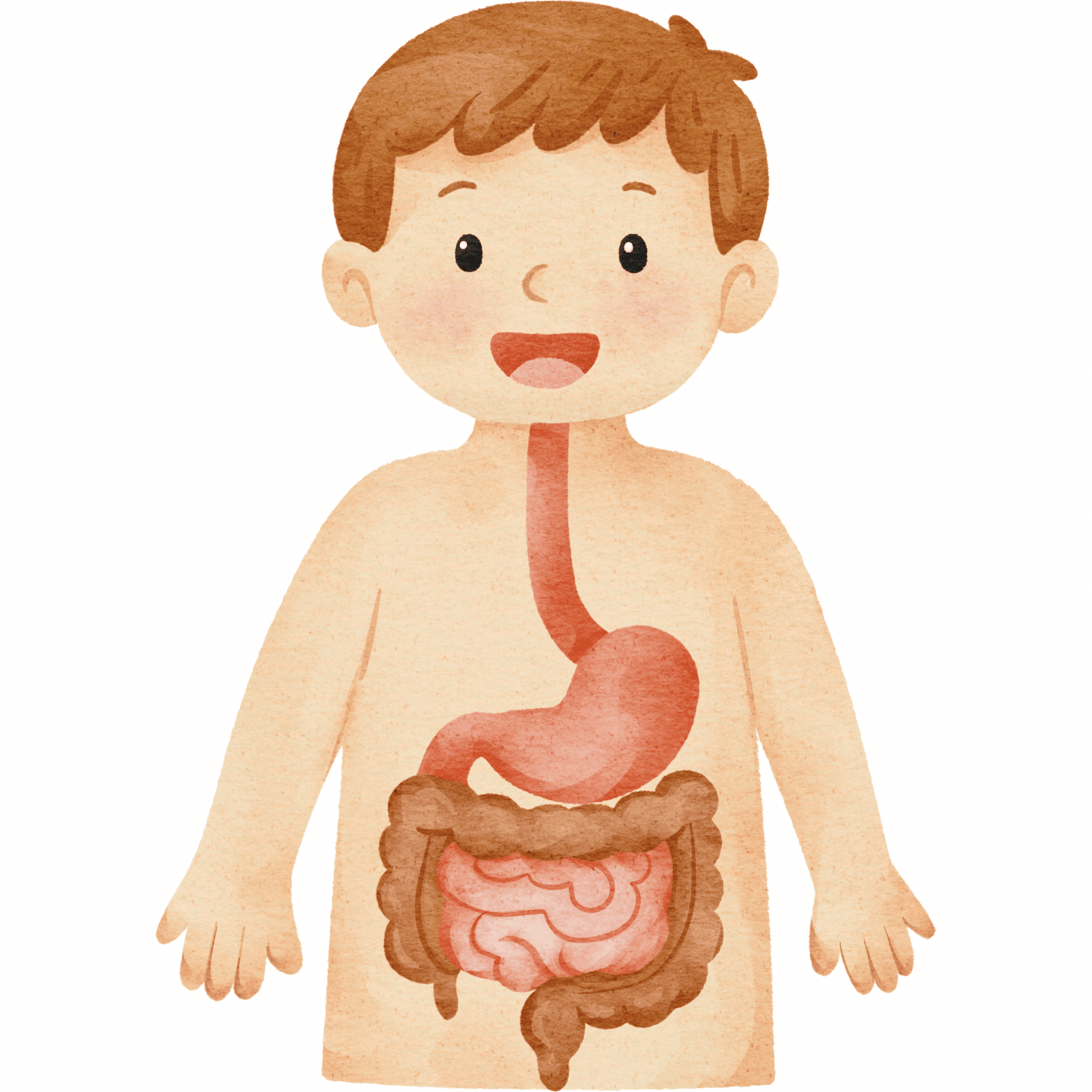 “Natural digestive aid that supports healthy digestion and gut comfort.”