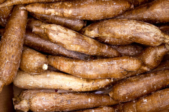 Cassava Yucca Rhizomes Vegatable Food Pattern
