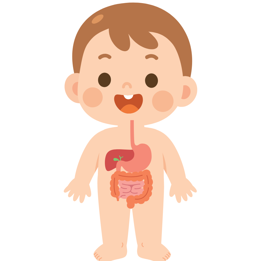 Natural herbs and foods that support digestive health"