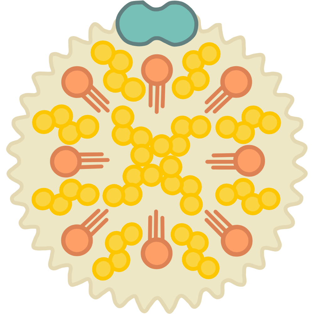 Coriander powder – natural spice that helps lower cholesterol and supports heart health