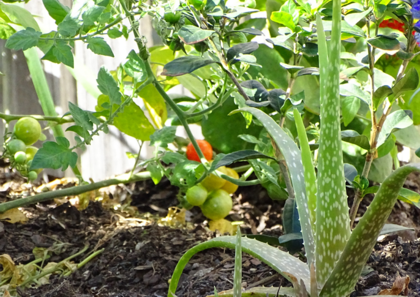 Its Cooling Gel Helps Reduce Redness And Inflammation From Sunburn.