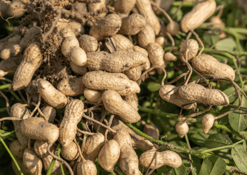 Looking For The Best Groundnut Oil In India? Discover Cold-Pressed, Chemical-Free Groundnut Oils Known For Rich Aroma, Purity, And Heart-Healthy Nutrients.