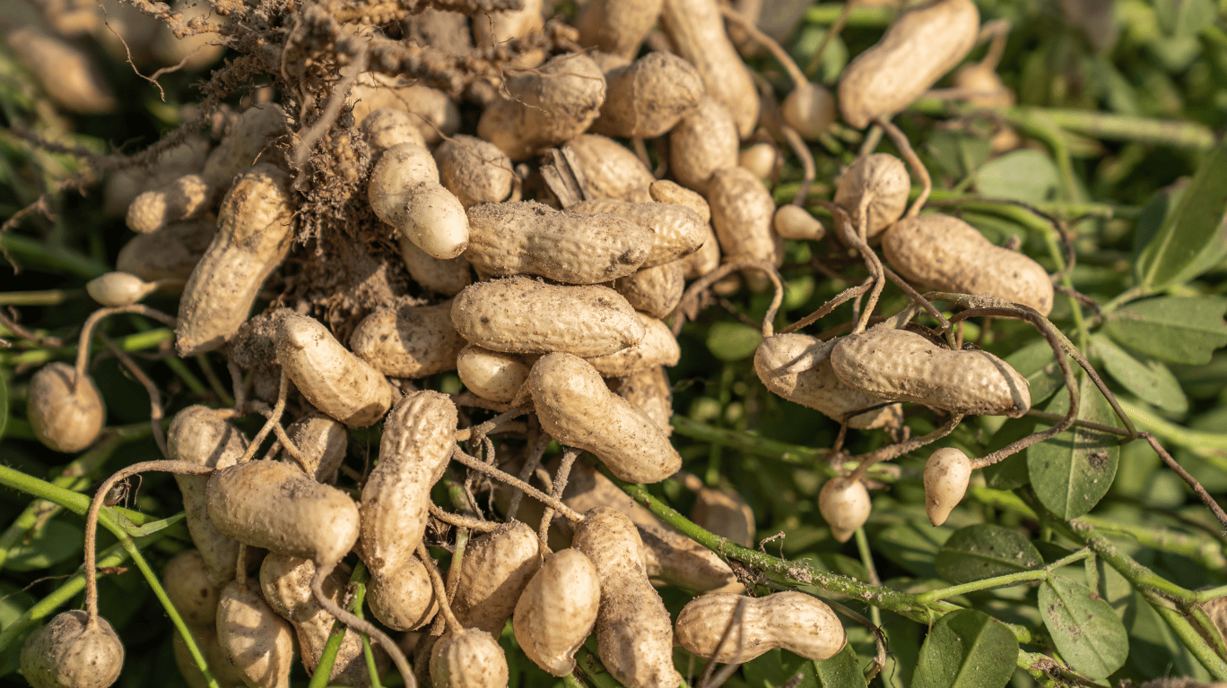 Which Is The Best Groundnut Oil Brand In India? Find Out Now! 1 Looking For The Best Groundnut Oil In India? Discover Cold-Pressed, Chemical-Free Groundnut Oils Known For Rich Aroma, Purity, And Heart-Healthy Nutrients.