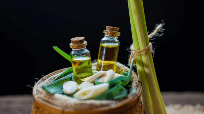 गवतीचहा तेल (Lemongrass Oil)