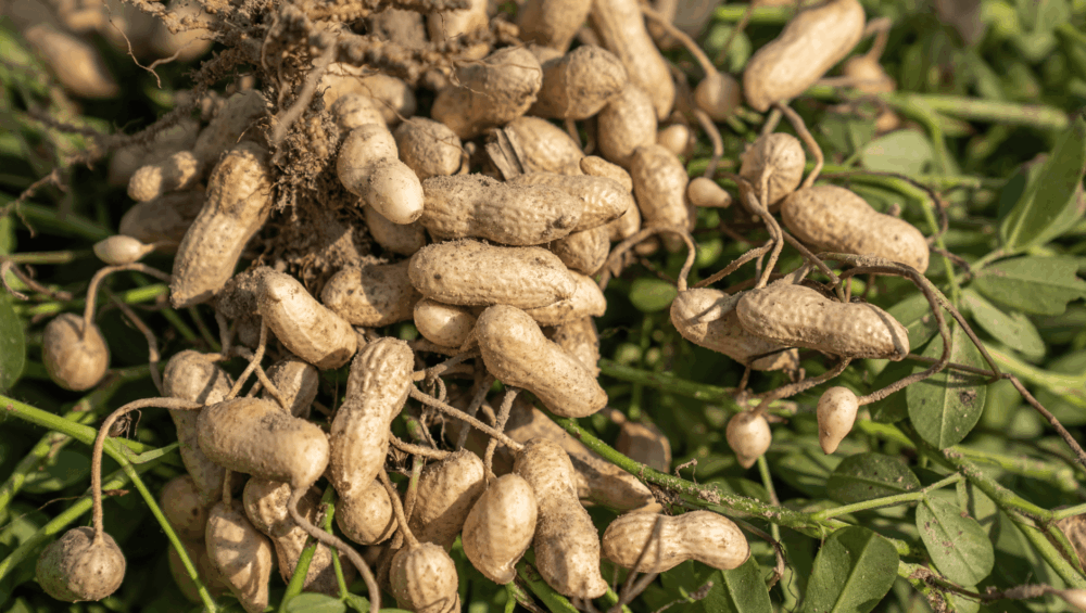 शेंगदाणा तेल – लाकडी घाण्यातून काढलेले शुद्ध कोल्ड प्रेस्ड ग्राउंडनट ऑइल