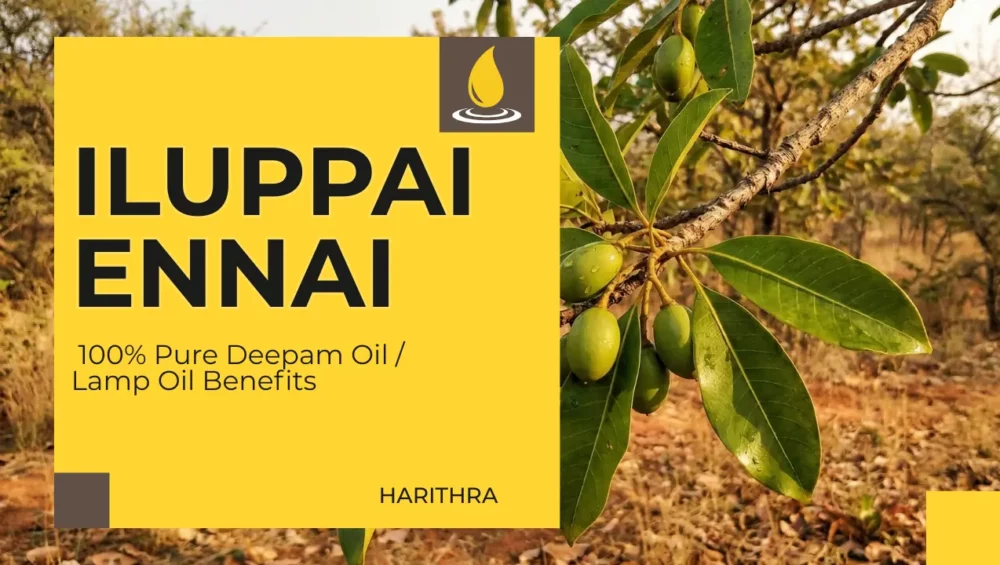 Buy Pure Iluppai Ennai (Mahua Oil) Online In India, Traditionally Sourced Mahua Oil For Deepam And Household Use