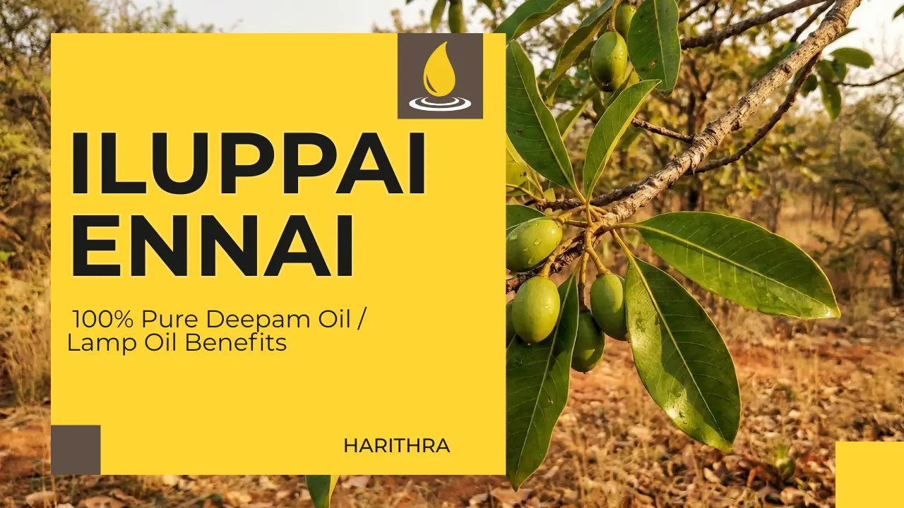 Buy Pure Iluppai Ennai (Mahua Oil) Online In India, Traditionally Sourced Mahua Oil For Deepam And Household Use